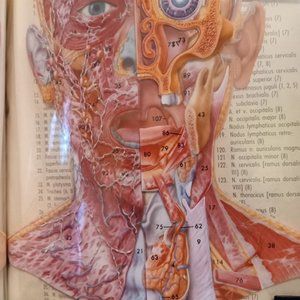 Vintage Anatomical Photo Book with Transparencies